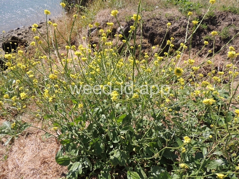 mustard, shortpod
